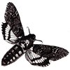 Deaths head hawk moth