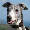 Blue the greyhound